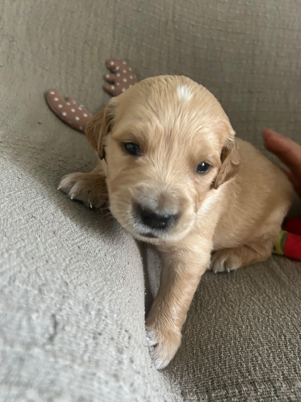 De L'Arche De Lolita - Chiots disponibles - Golden Retriever