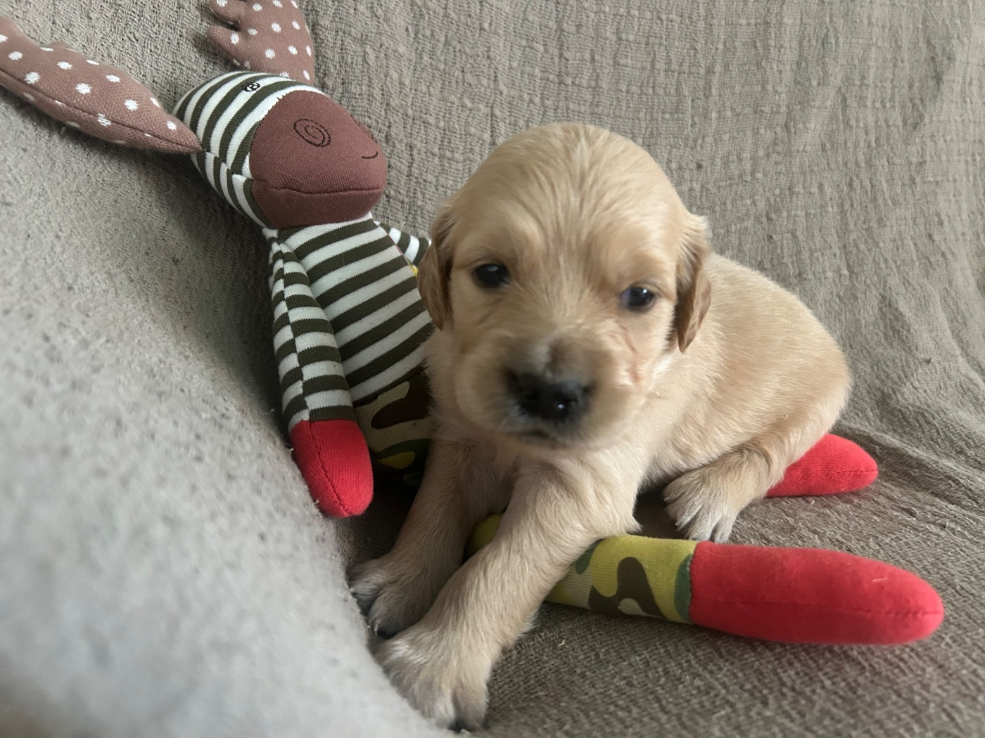 De L'Arche De Lolita - Chiots disponibles - Golden Retriever