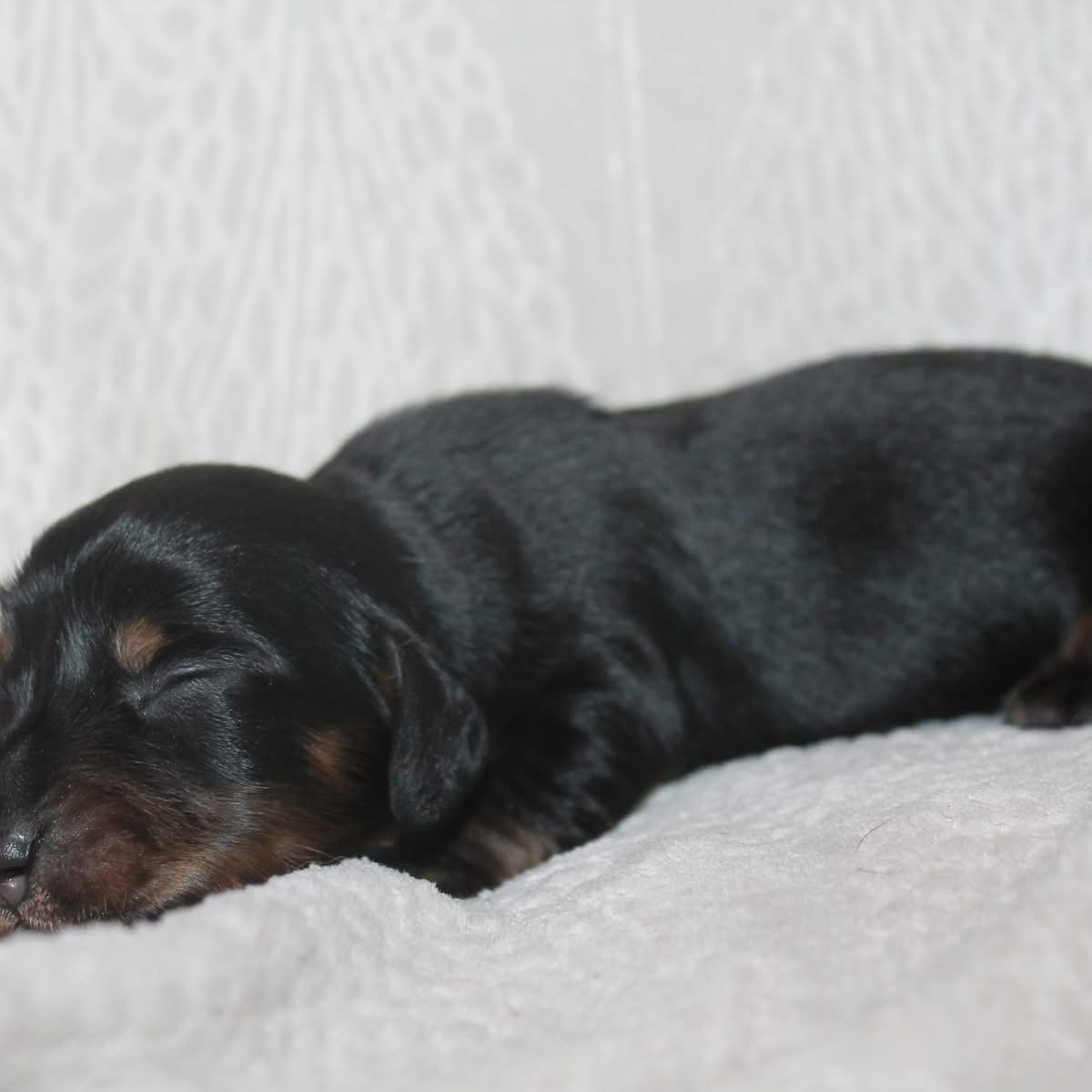 De L'Arche De Lolita - Chiots disponibles - Teckel poil long
