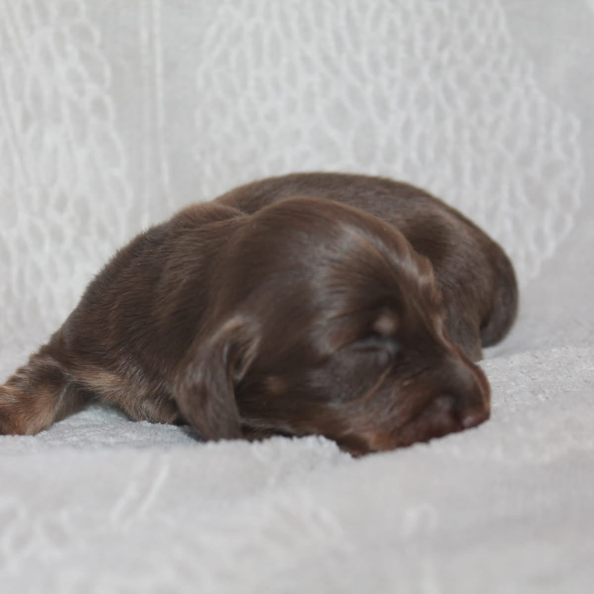 Chiot N°4