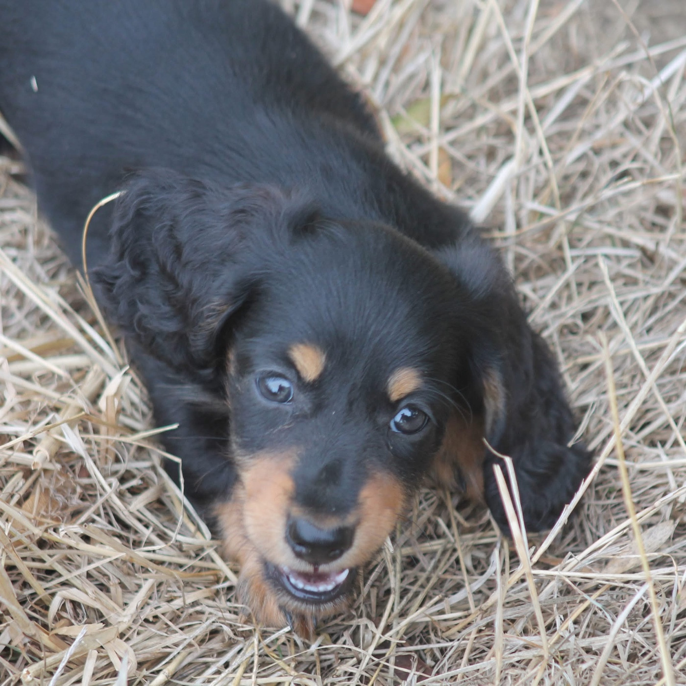 De L'Arche De Lolita - Chiots disponibles - Teckel poil long