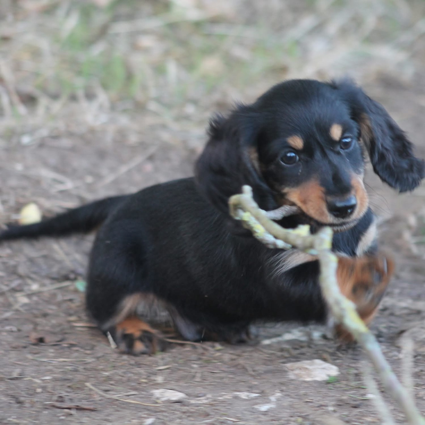 De L'Arche De Lolita - Chiots disponibles - Teckel poil long