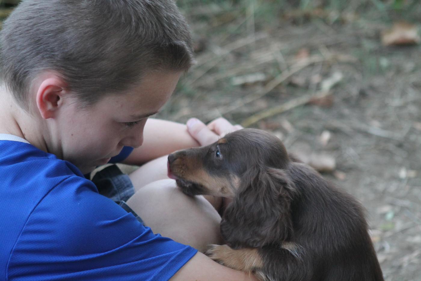 De L'Arche De Lolita - Chiots disponibles - Teckel poil long