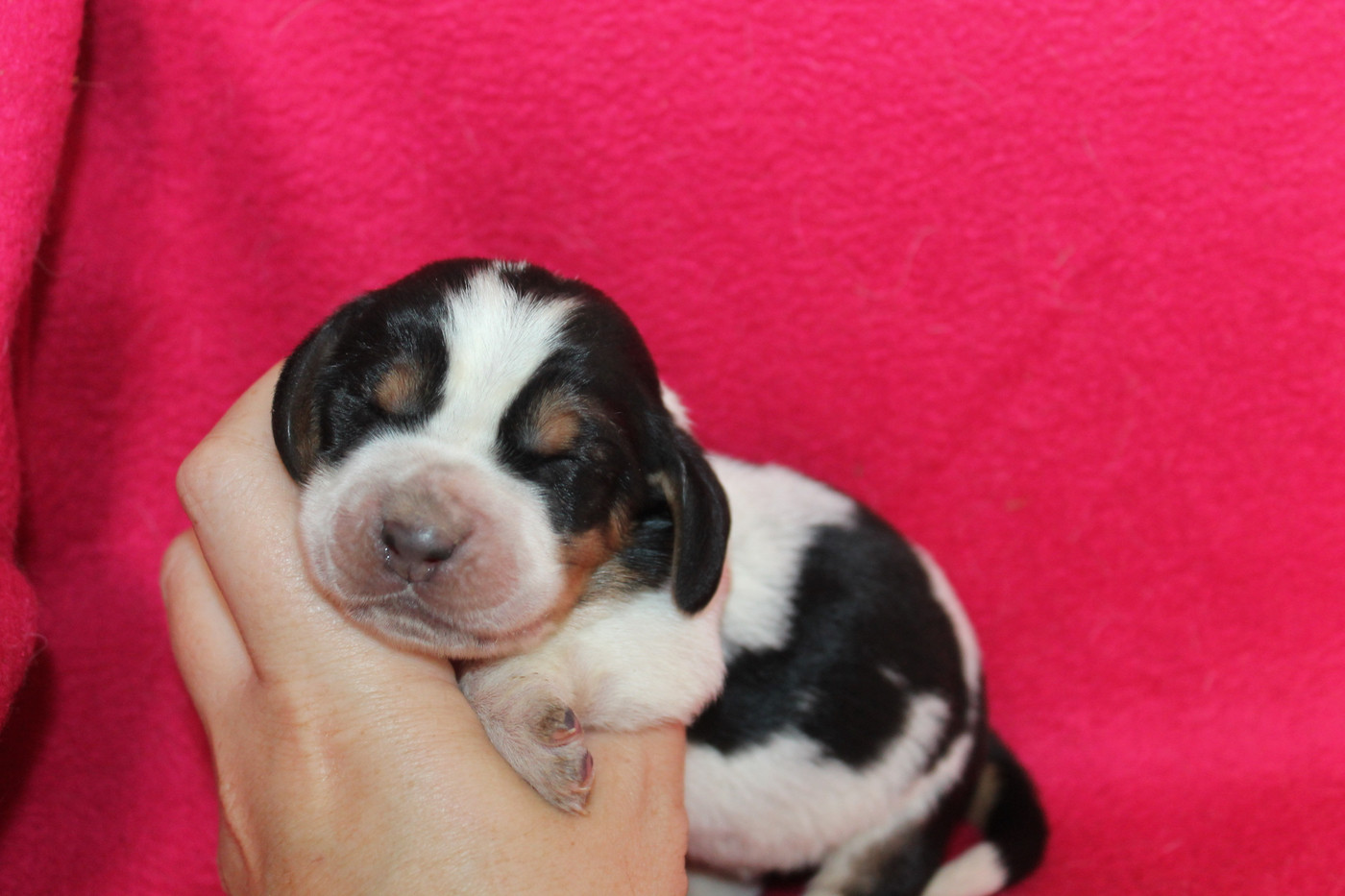 De L'Arche De Lolita - Chiots disponibles - Basset Hound