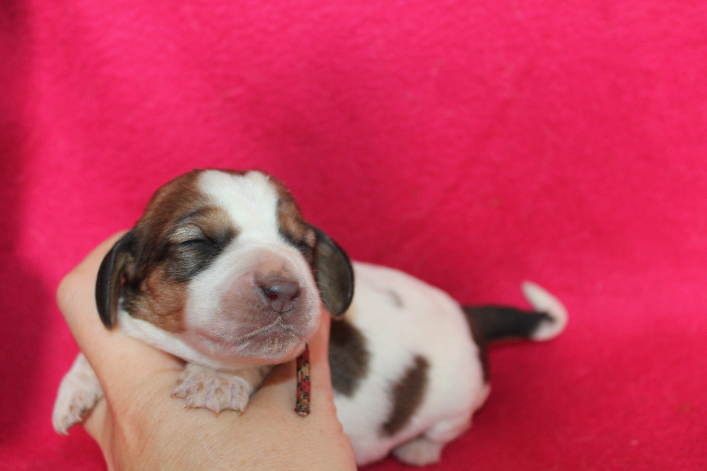 De L'Arche De Lolita - Chiots disponibles - Basset Hound