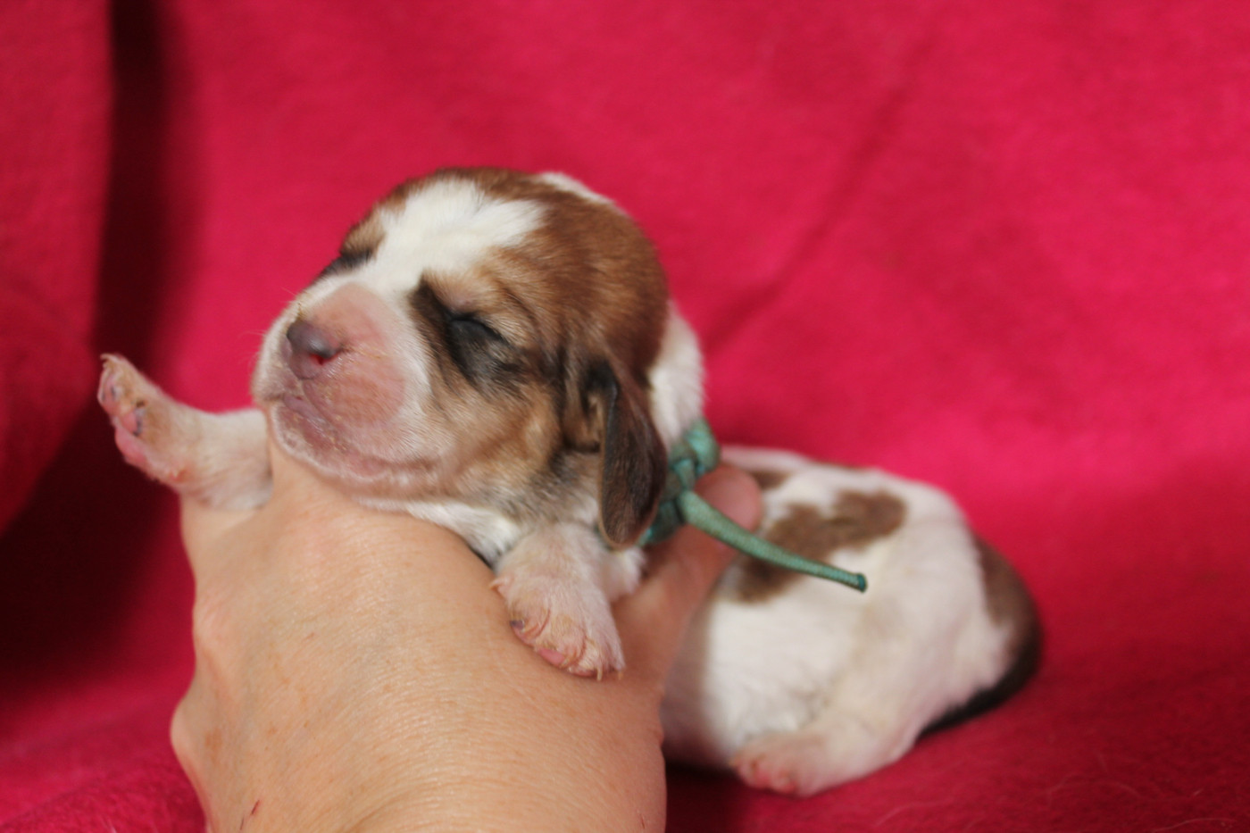 De L'Arche De Lolita - Chiots disponibles - Basset Hound