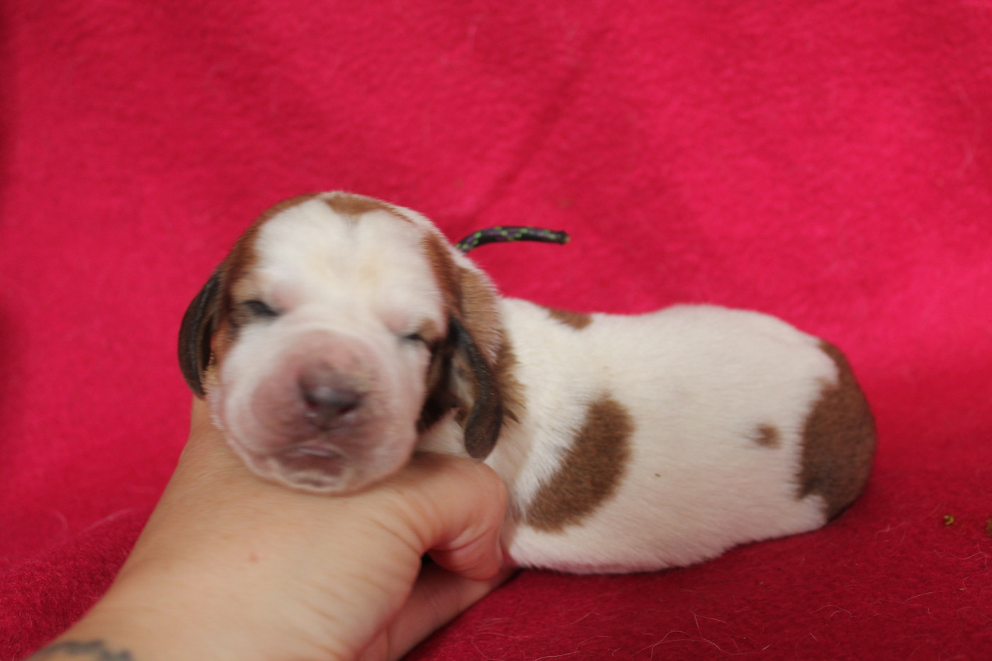 De L'Arche De Lolita - Chiots disponibles - Basset Hound