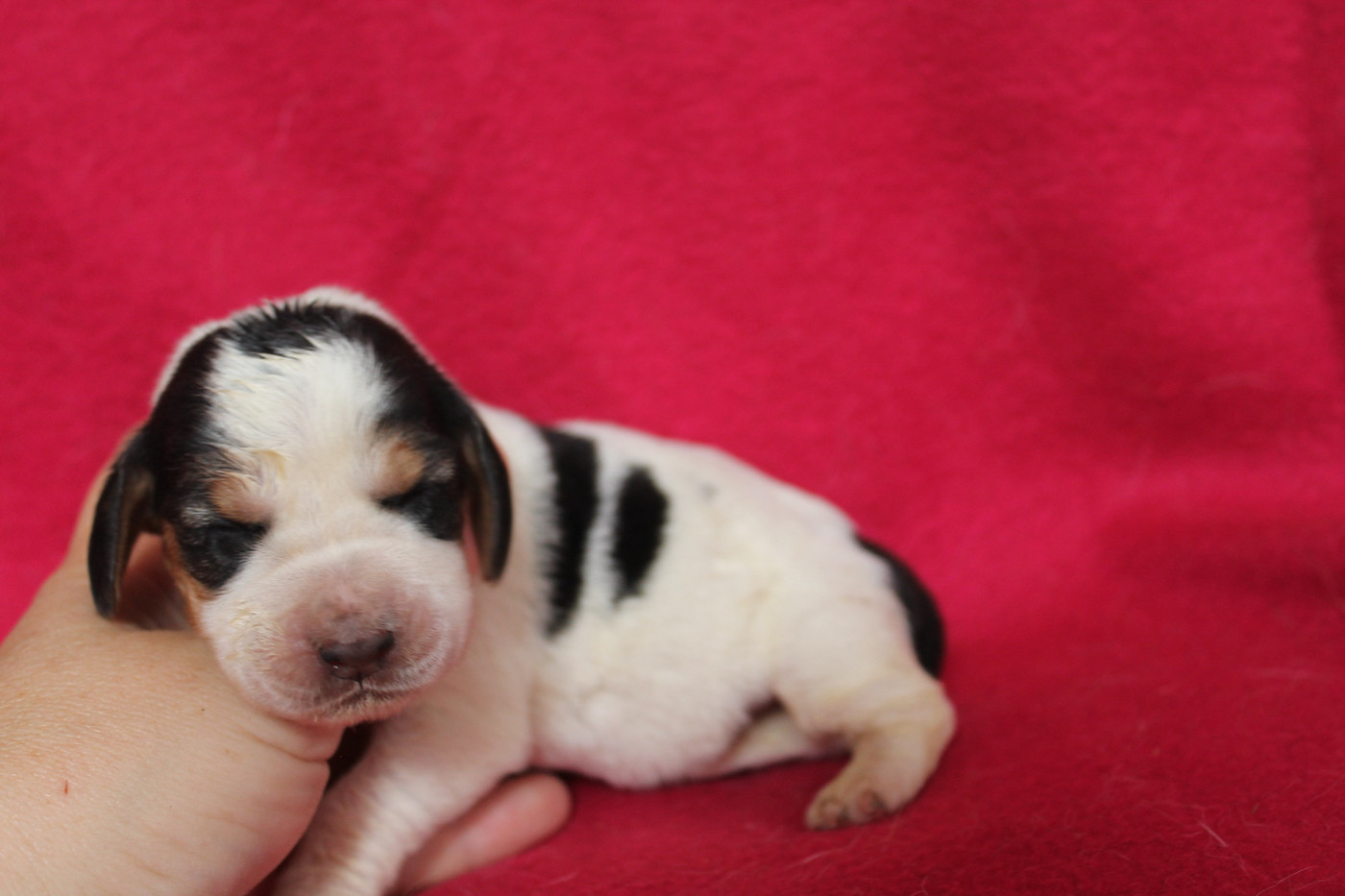 De L'Arche De Lolita - Chiots disponibles - Basset Hound