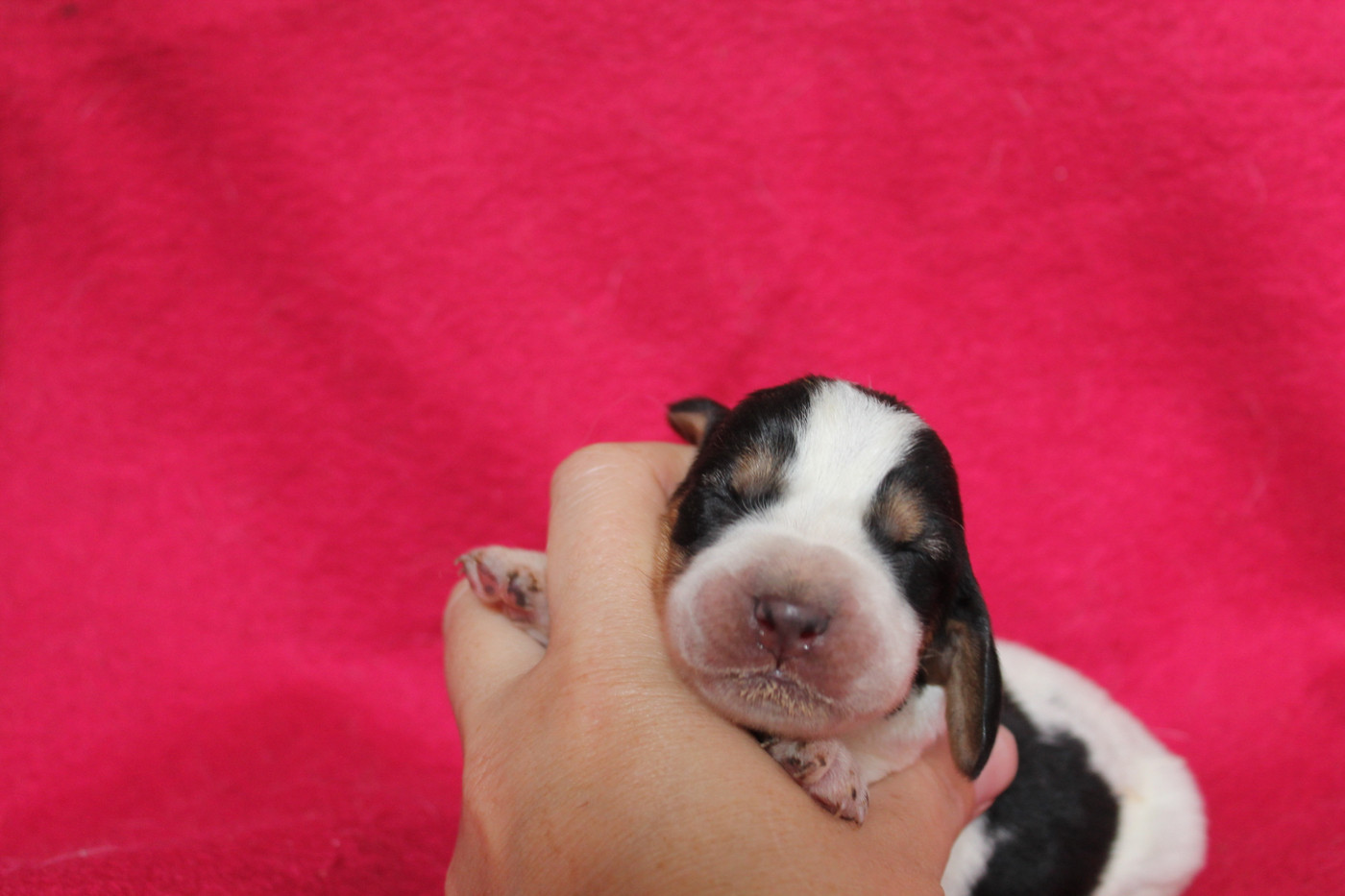 De L'Arche De Lolita - Chiots disponibles - Basset Hound