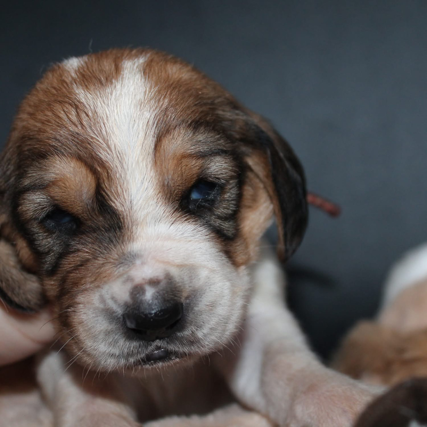 De L'Arche De Lolita - Chiots disponibles - Basset Hound