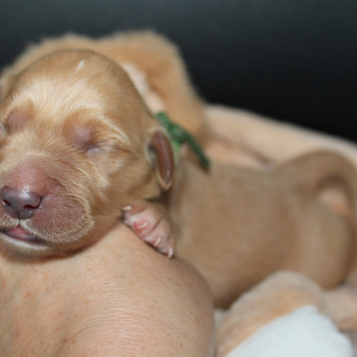 De L'Arche De Lolita - Chiots disponibles - Golden Retriever