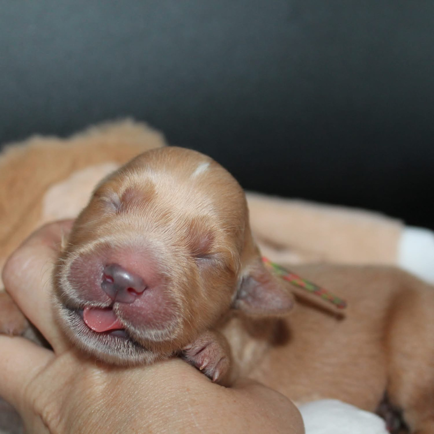 De L'Arche De Lolita - Chiots disponibles - Golden Retriever