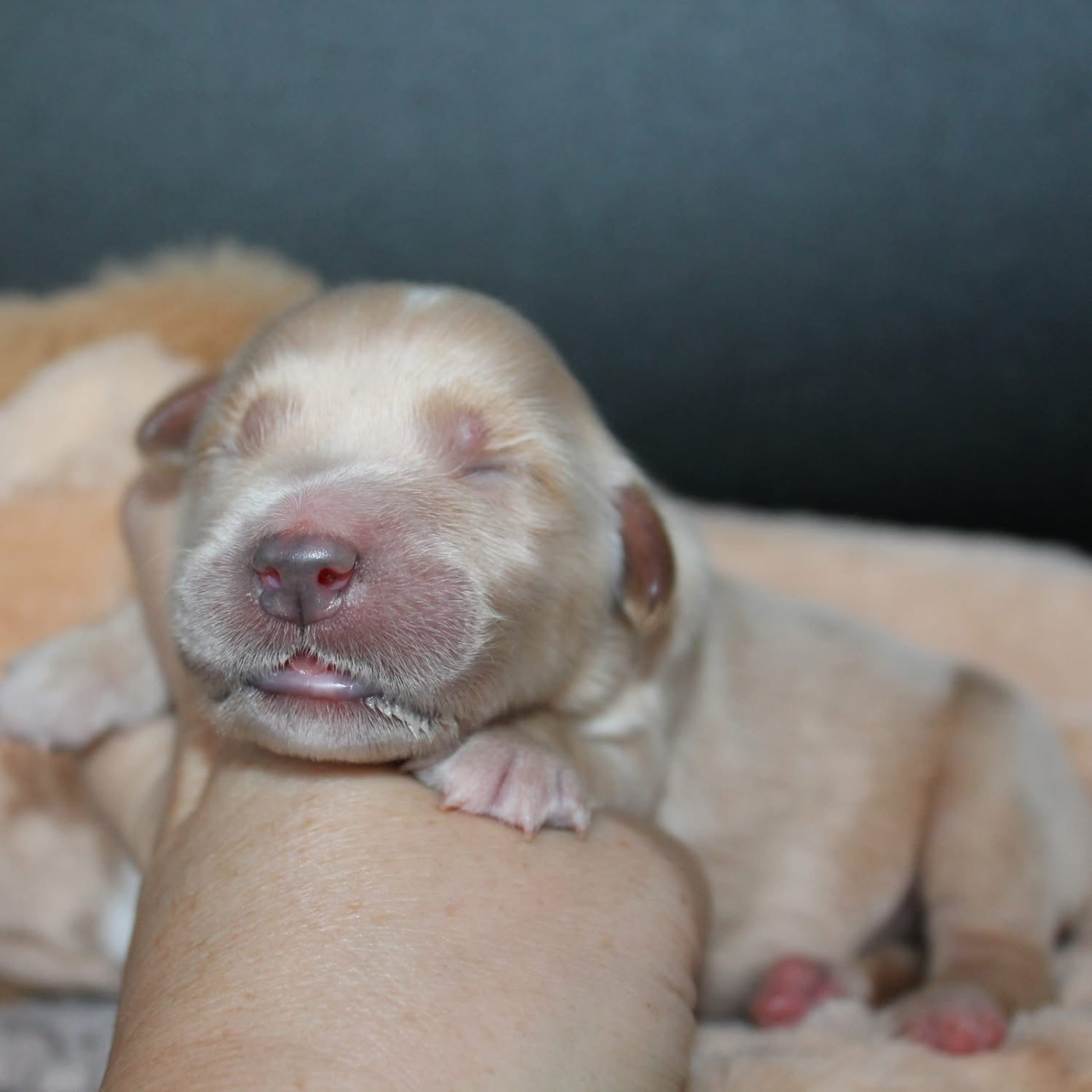 De L'Arche De Lolita - Chiots disponibles - Golden Retriever