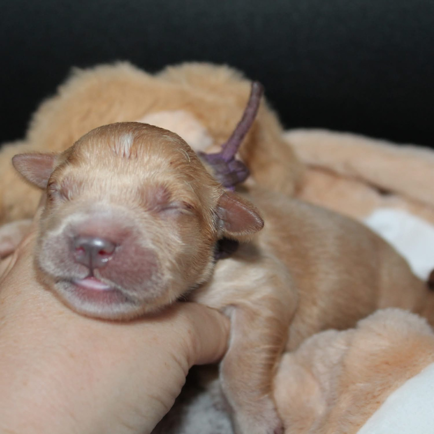 De L'Arche De Lolita - Chiots disponibles - Golden Retriever