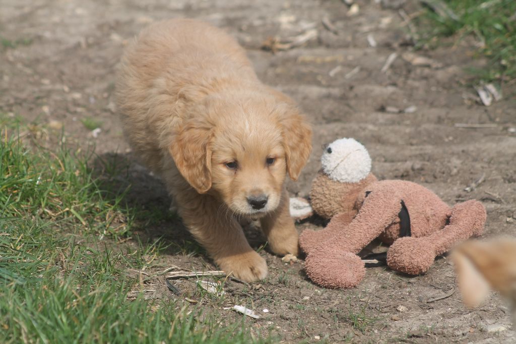 De L'Arche De Lolita - Chiots disponibles - Golden Retriever