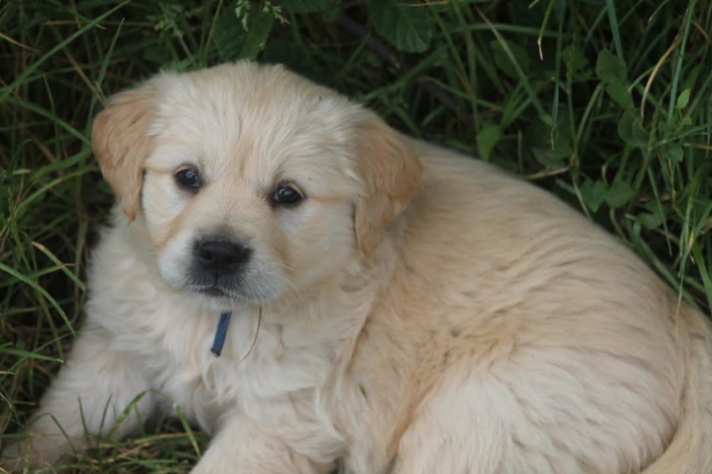 De L'Arche De Lolita - Chiots disponibles - Golden Retriever