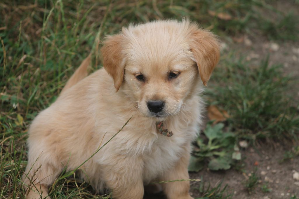 De L'Arche De Lolita - Chiots disponibles - Golden Retriever