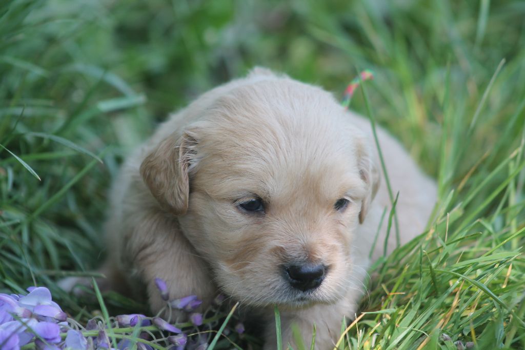 De L'Arche De Lolita - Chiots disponibles - Golden Retriever