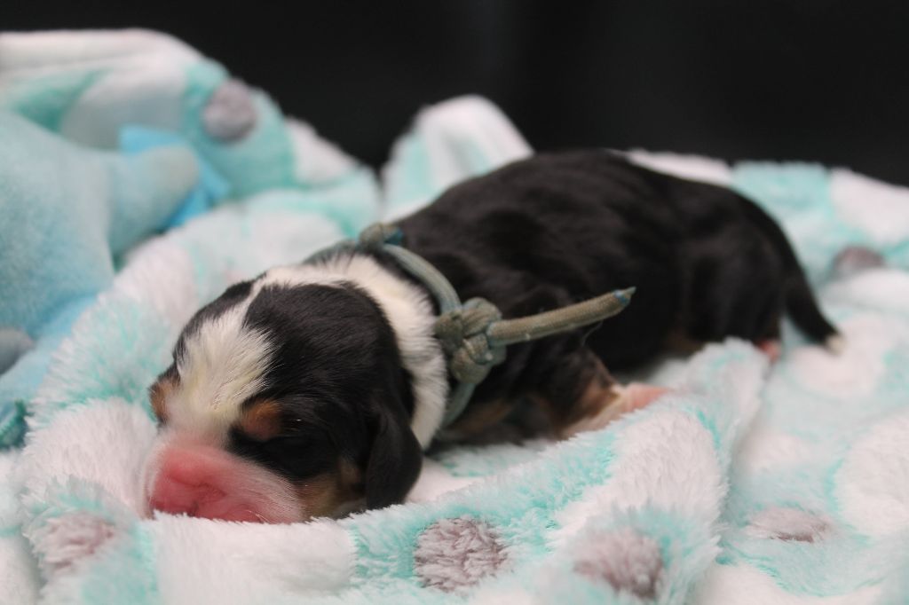 De L'Arche De Lolita - Chiots disponibles - Basset Hound
