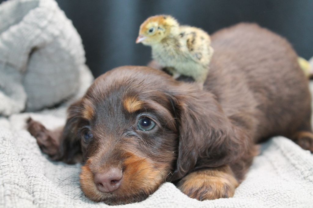 De L'Arche De Lolita - Chiots disponibles - Teckel poil long