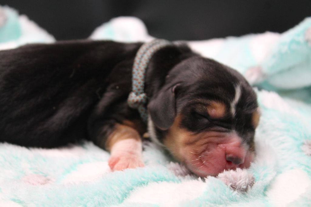 De L'Arche De Lolita - Chiots disponibles - Basset Hound
