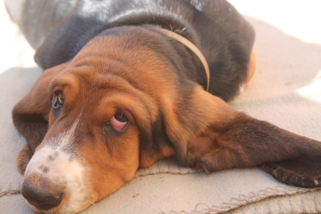 De L'Arche De Lolita - Basset Hound - Portée née le 04/06/2022