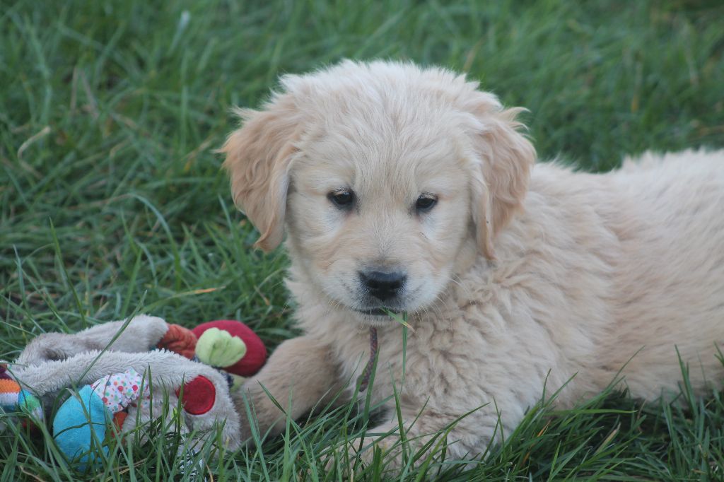 De L'Arche De Lolita - Chiots disponibles - Golden Retriever