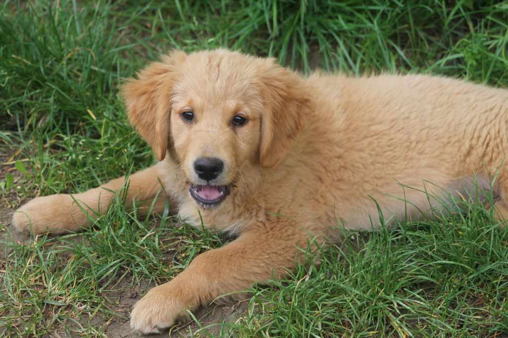 De L'Arche De Lolita - Chiots disponibles - Golden Retriever