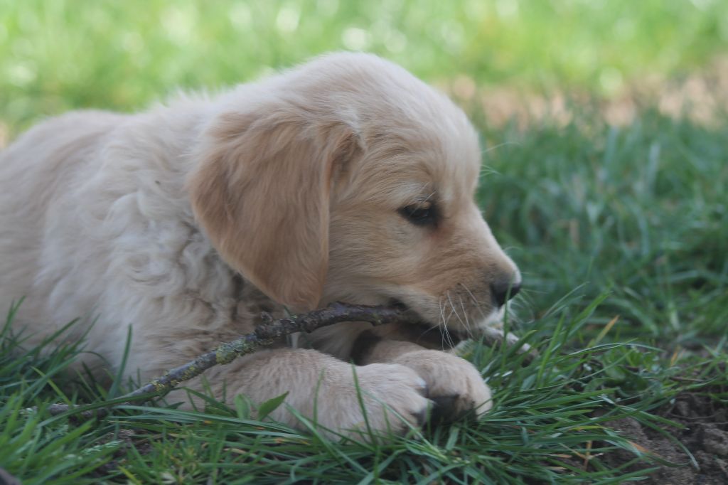 De L'Arche De Lolita - Chiots disponibles - Golden Retriever