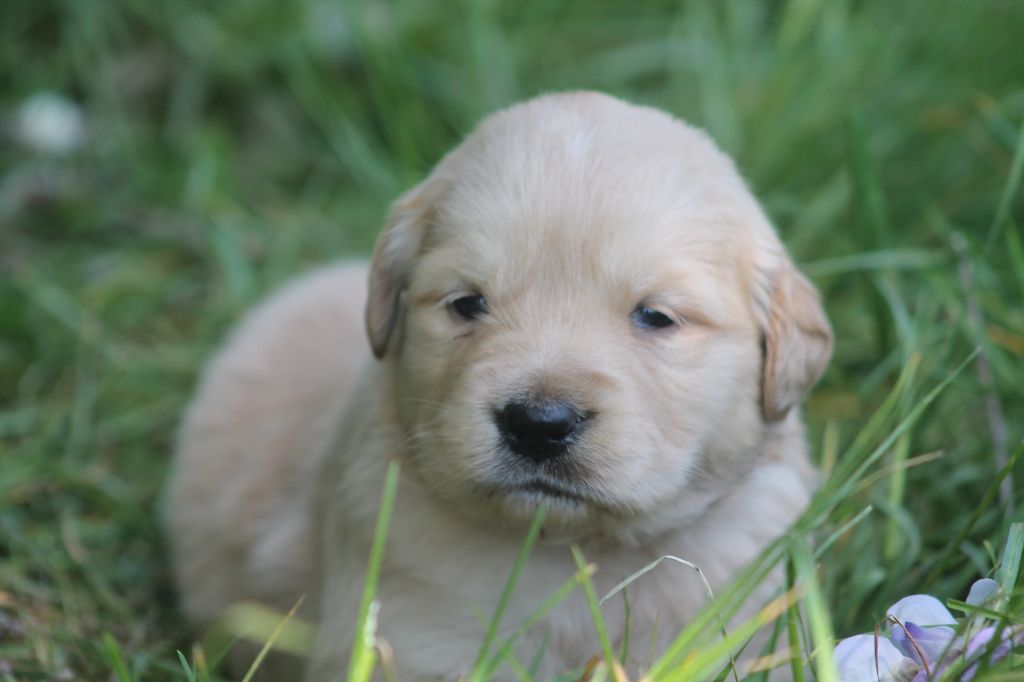 De L'Arche De Lolita - Chiots disponibles - Golden Retriever