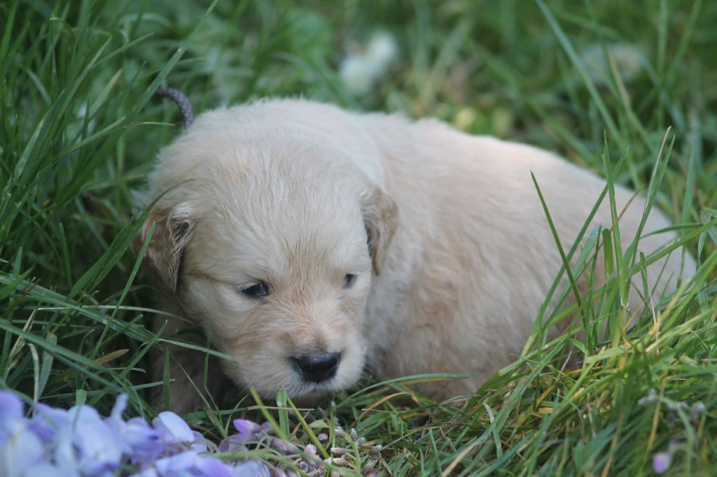 De L'Arche De Lolita - Chiots disponibles - Golden Retriever