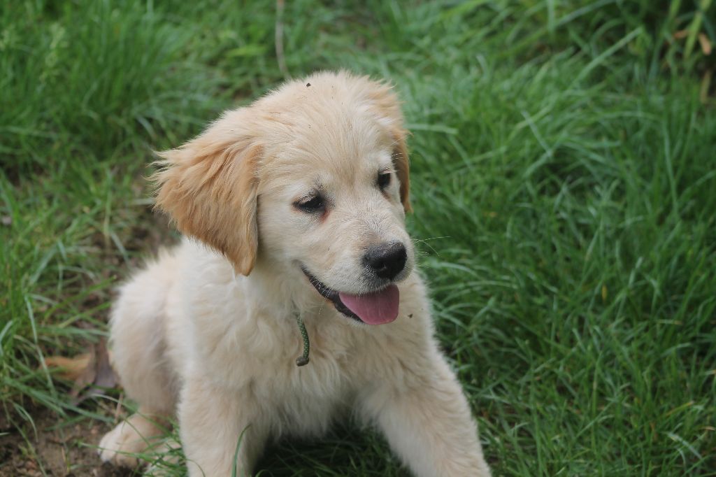 De L'Arche De Lolita - Chiots disponibles - Golden Retriever