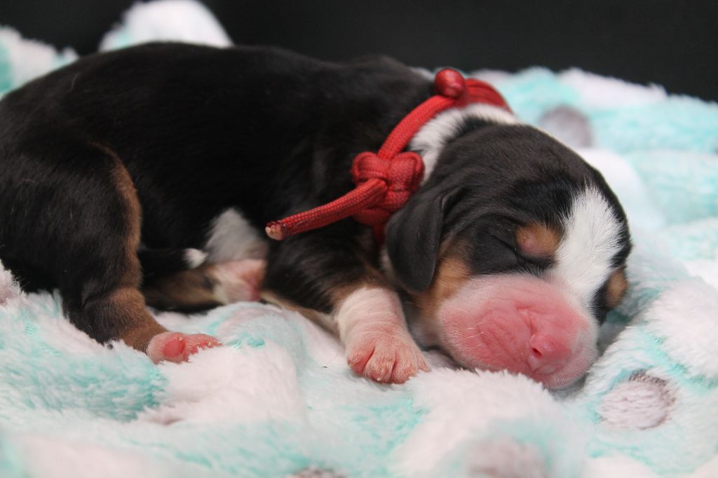 De L'Arche De Lolita - Chiots disponibles - Basset Hound