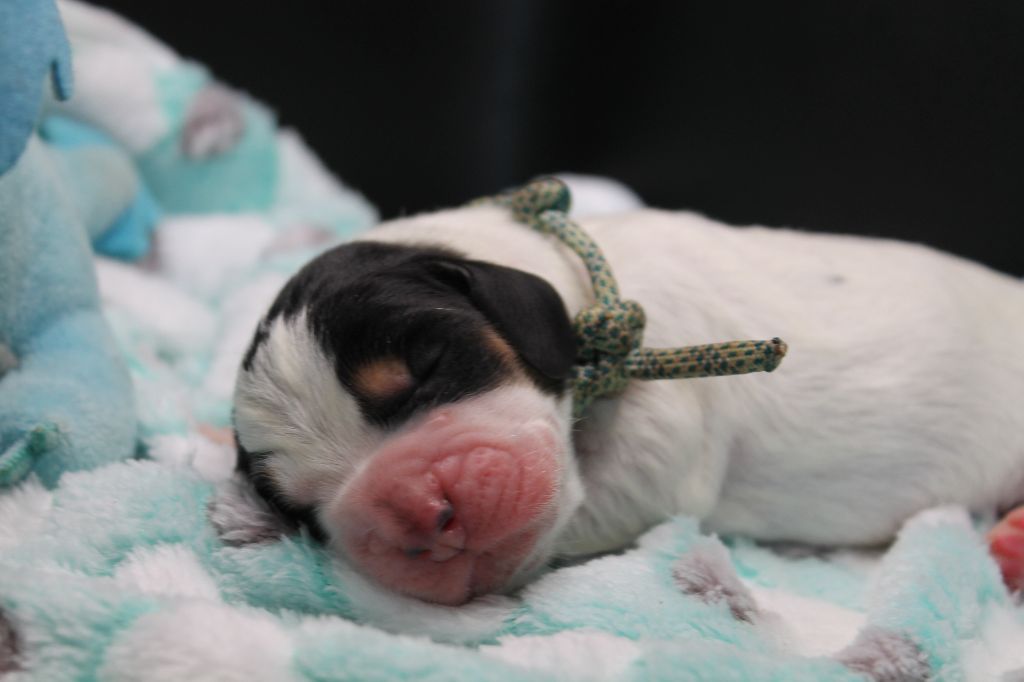 De L'Arche De Lolita - Chiots disponibles - Basset Hound