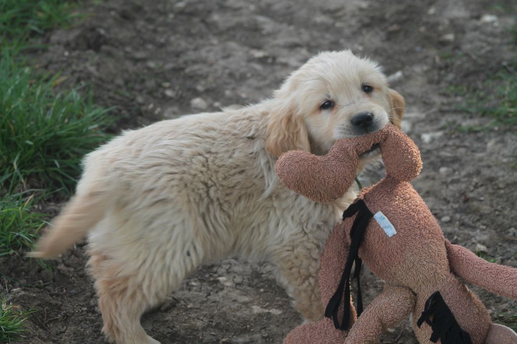 De L'Arche De Lolita - Chiots disponibles - Golden Retriever