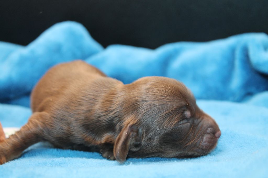 De L'Arche De Lolita - Chiots disponibles - Teckel poil long