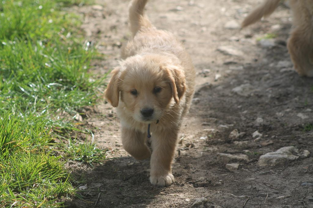 De L'Arche De Lolita - Chiots disponibles - Golden Retriever