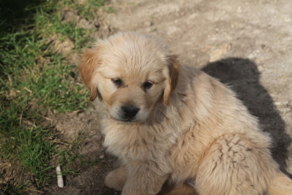 De L'Arche De Lolita - Chiots disponibles - Golden Retriever