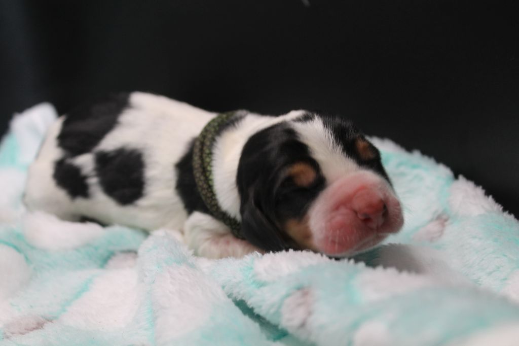 De L'Arche De Lolita - Chiots disponibles - Basset Hound