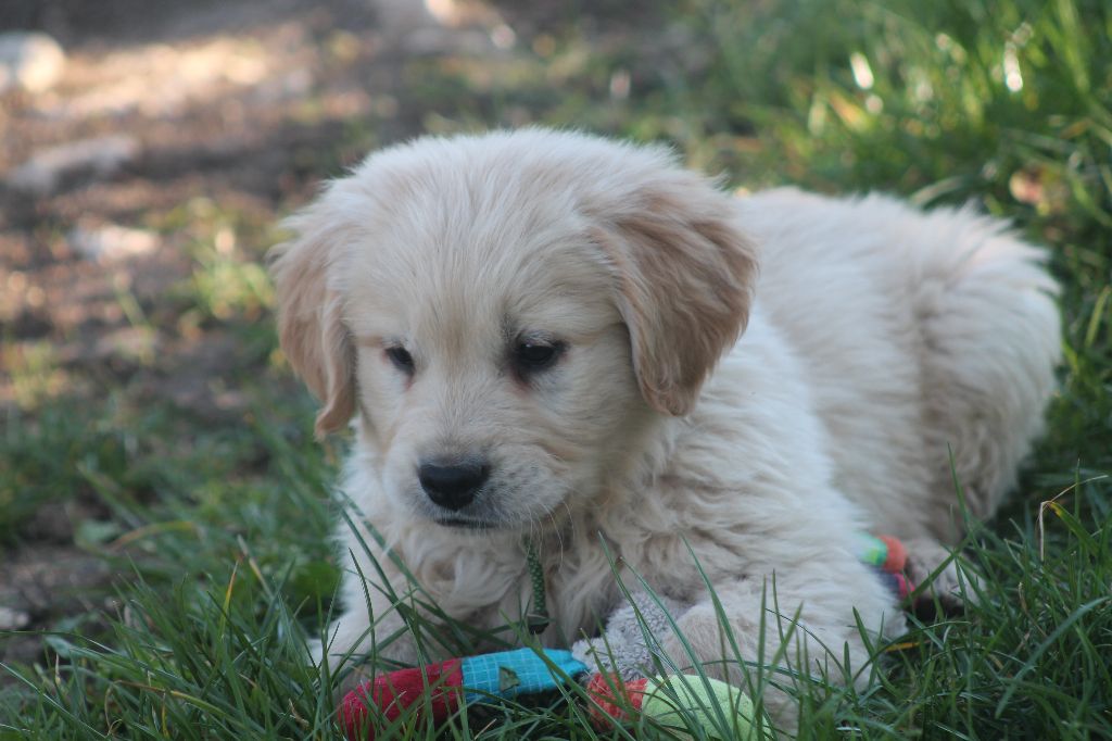 De L'Arche De Lolita - Chiots disponibles - Golden Retriever