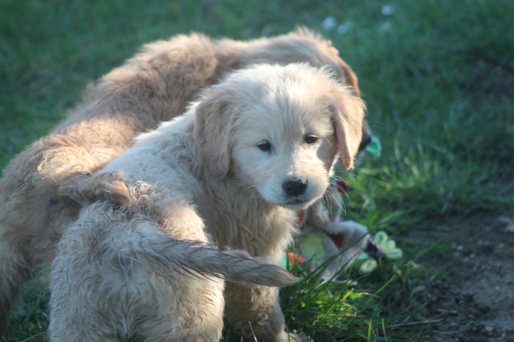 De L'Arche De Lolita - Chiots disponibles - Golden Retriever