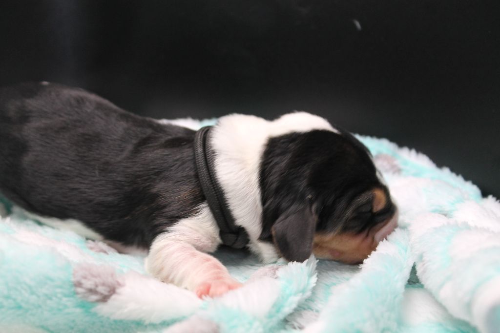 De L'Arche De Lolita - Chiots disponibles - Basset Hound