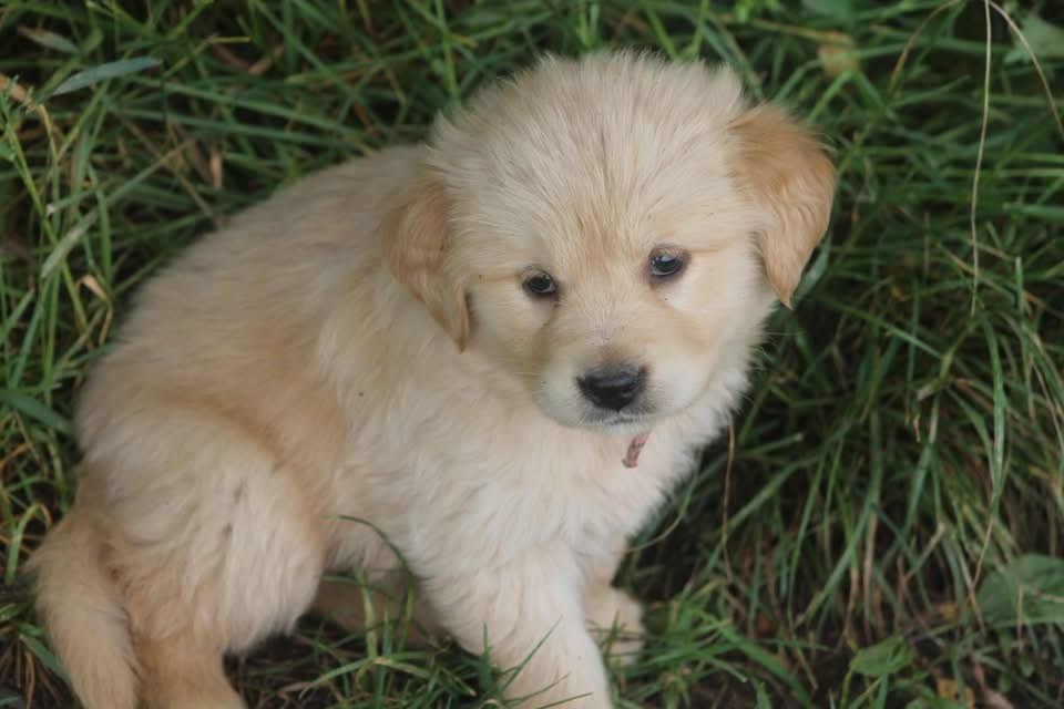De L'Arche De Lolita - Chiots disponibles - Golden Retriever