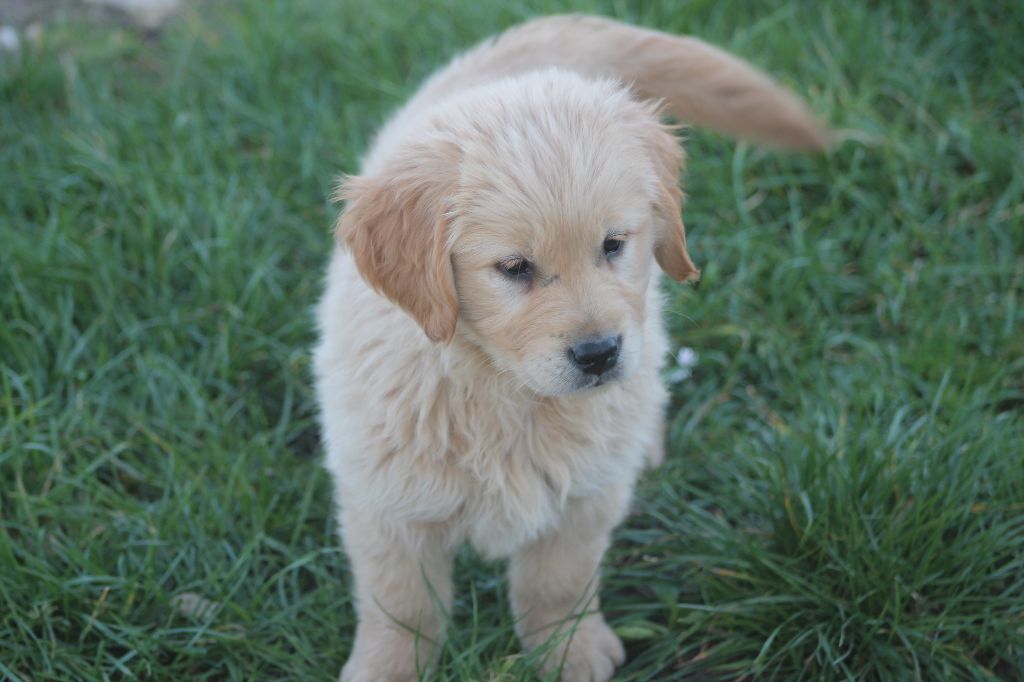 De L'Arche De Lolita - Chiots disponibles - Golden Retriever