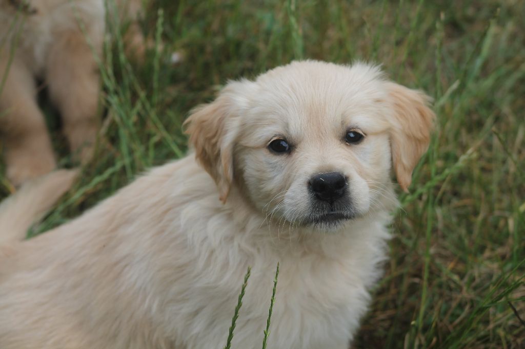 De L'Arche De Lolita - Chiots disponibles - Golden Retriever