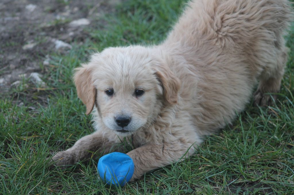 De L'Arche De Lolita - Chiots disponibles - Golden Retriever