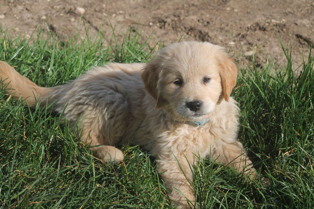 De L'Arche De Lolita - Chiots disponibles - Golden Retriever