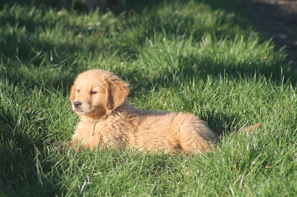 De L'Arche De Lolita - Chiots disponibles - Golden Retriever