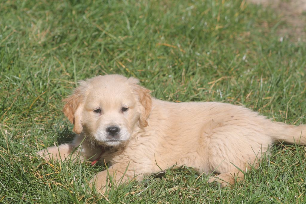 De L'Arche De Lolita - Chiots disponibles - Golden Retriever