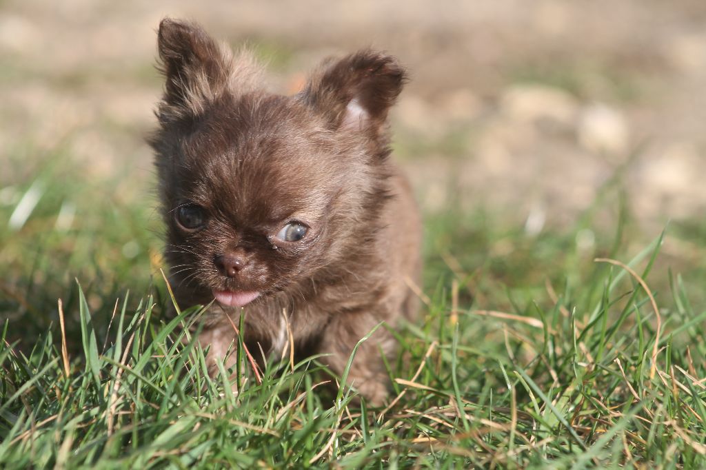 De L'Arche De Lolita - Chiots disponibles - Chihuahua